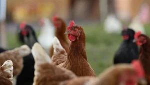 أسعار الدواجن والبيض اليوم الخميس 27-11-2025: تغييرات السوق تؤثر على تكاليف الغذاء الأساسية